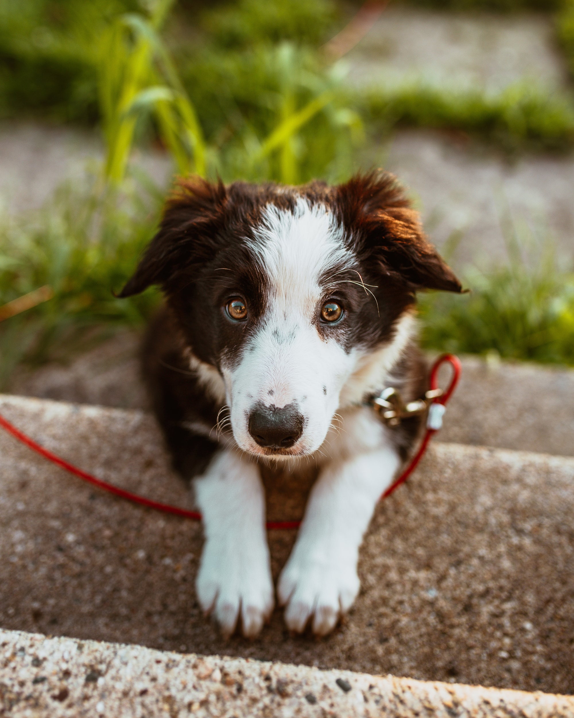 5 Easy Steps for Training Your Dog