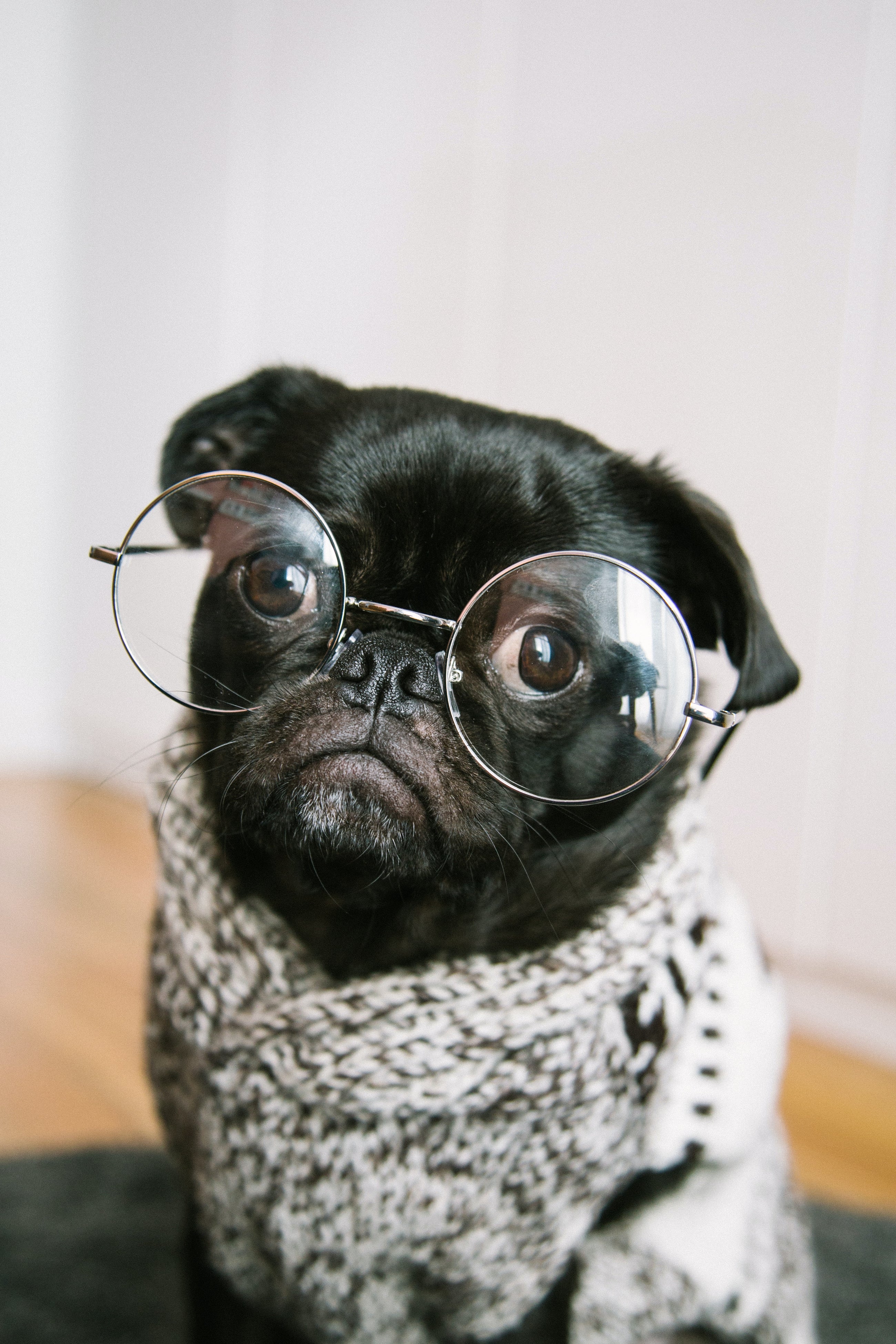 ACCESSORIES PET