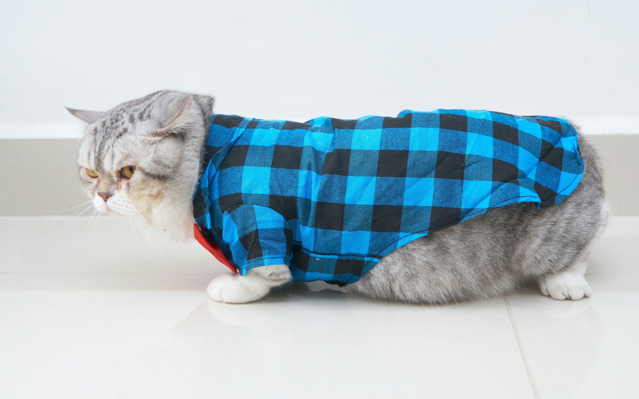 CAT CLOTHES