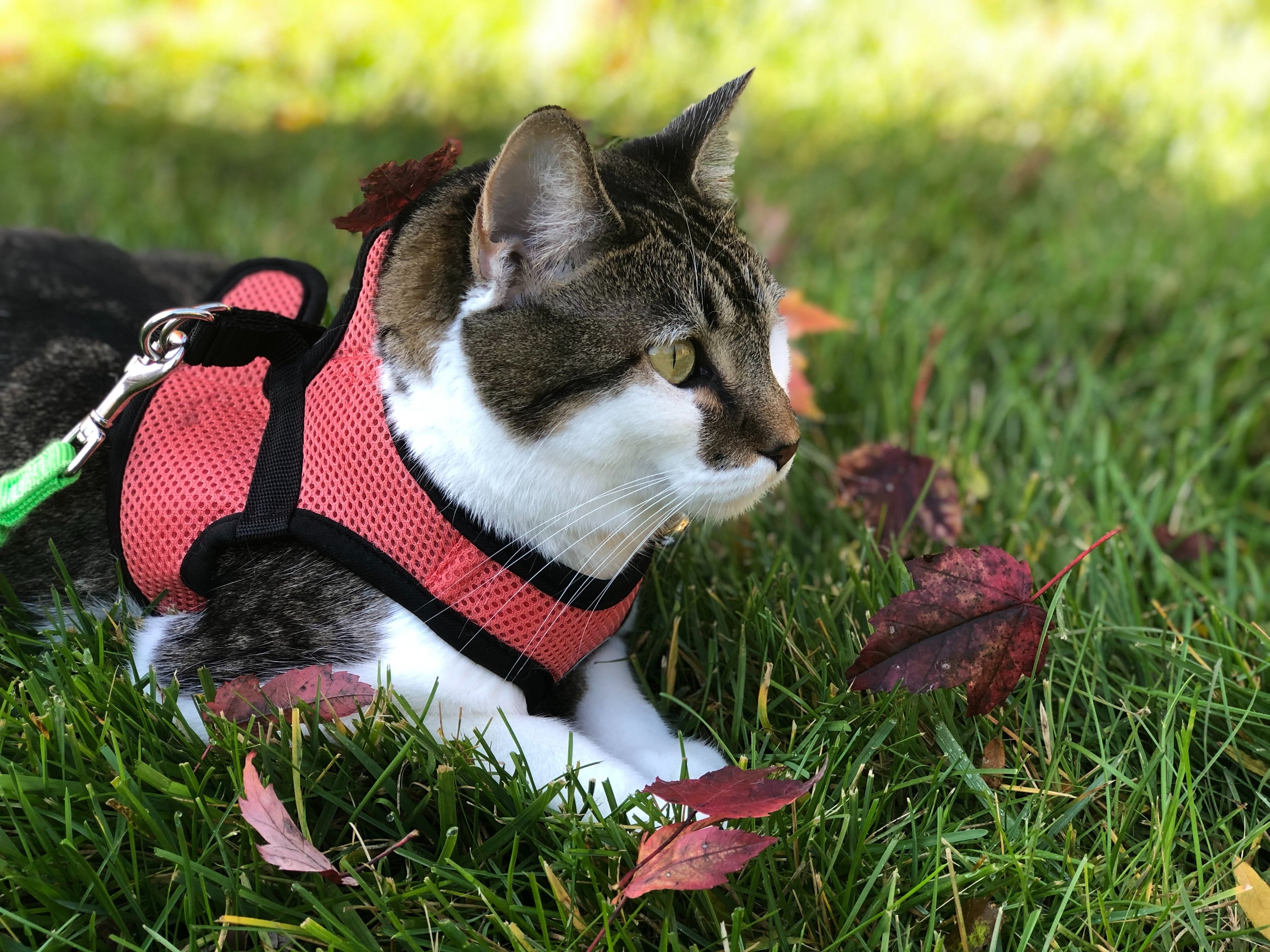 CAT LEASH & COLLAR