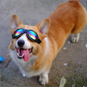 Black Sunglasses