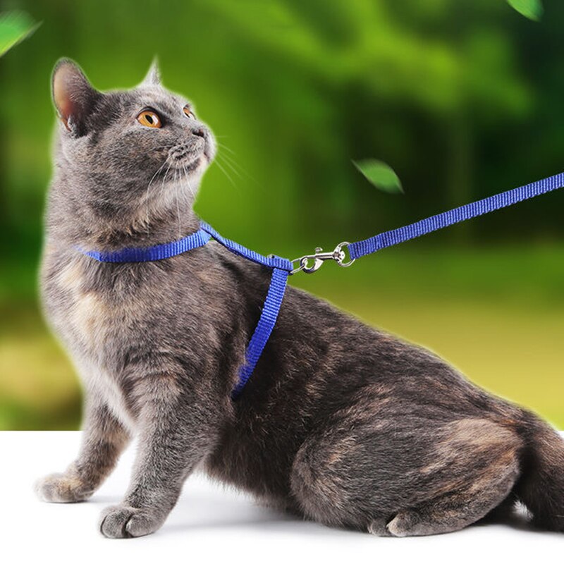 Blue Harness and Leash